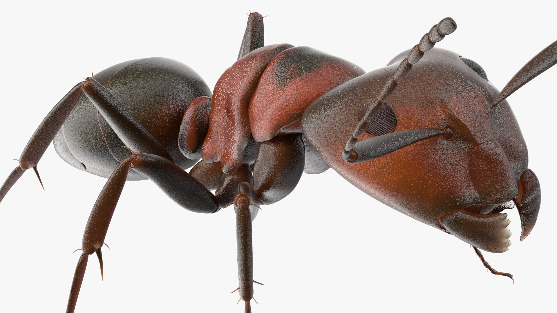 Realistic Red Ant Insect 3D model