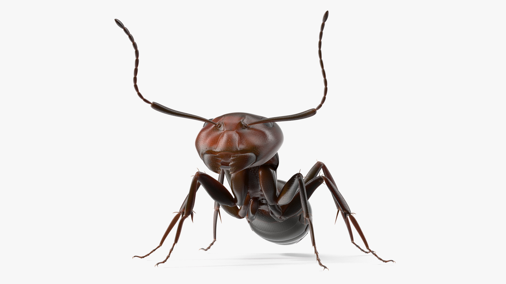 Realistic Red Ant Insect 3D model