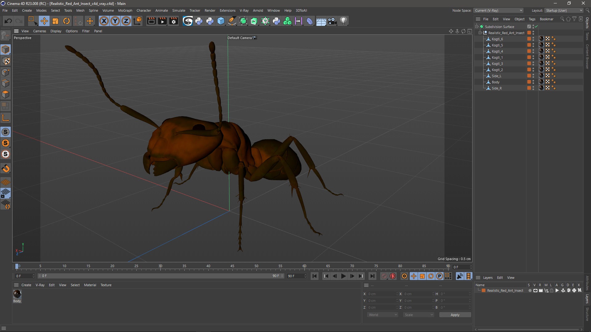 Realistic Red Ant Insect 3D model