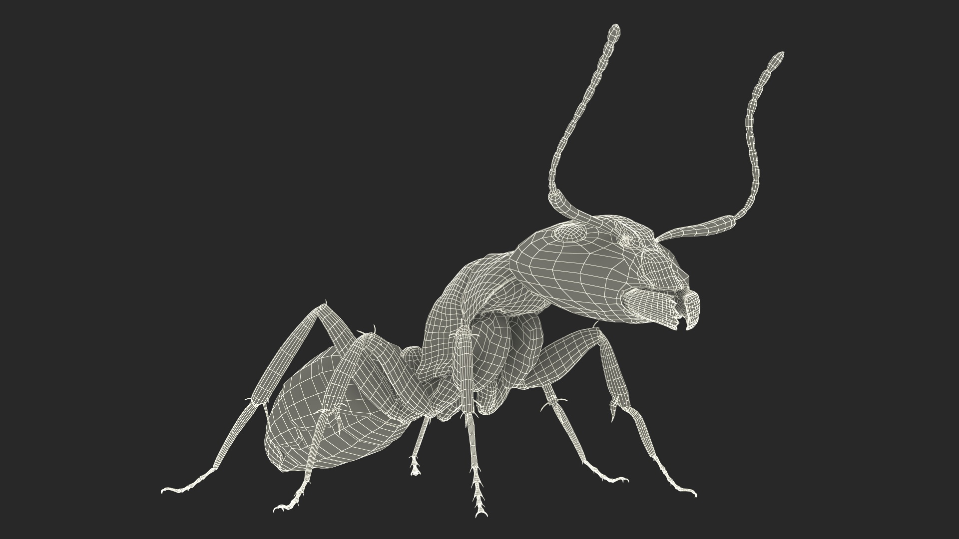 Realistic Red Ant Insect 3D model