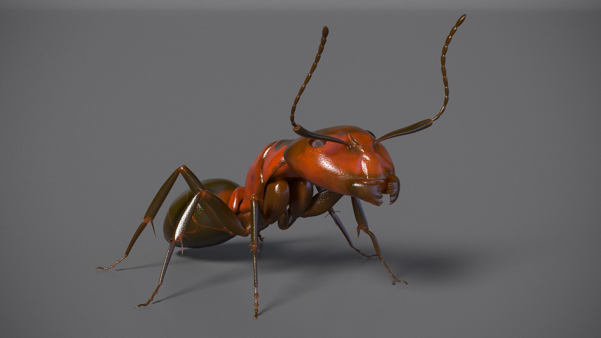 Realistic Red Ant Insect 3D model