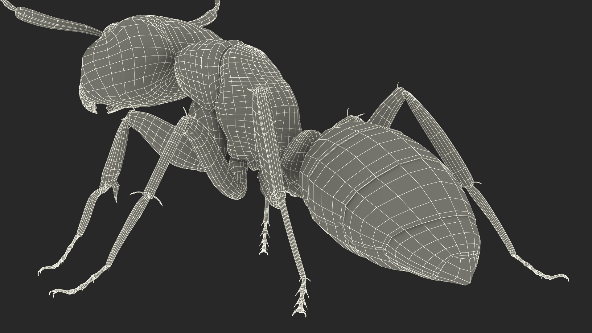 Realistic Red Ant Insect 3D model