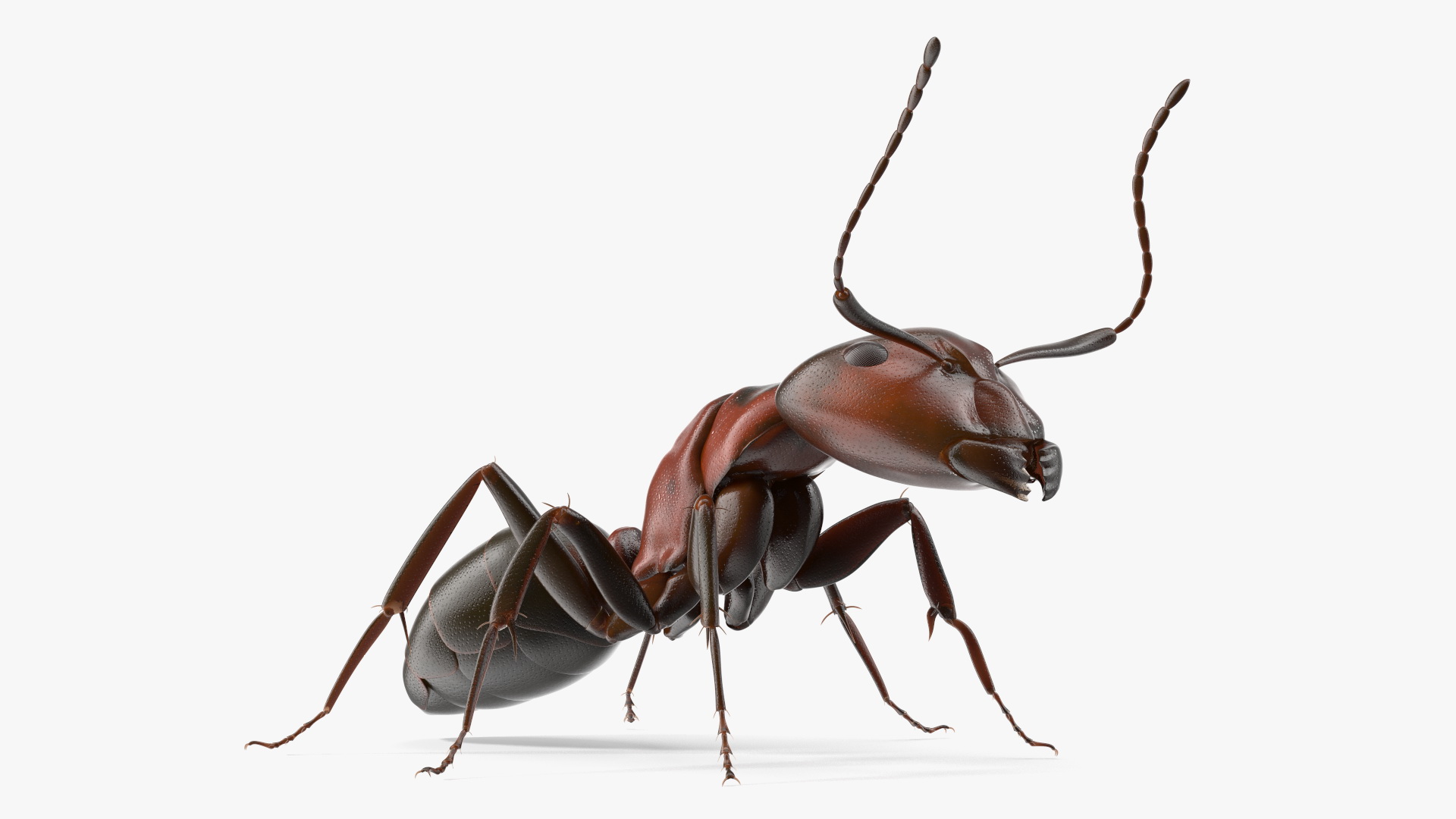 Realistic Red Ant Insect 3D model