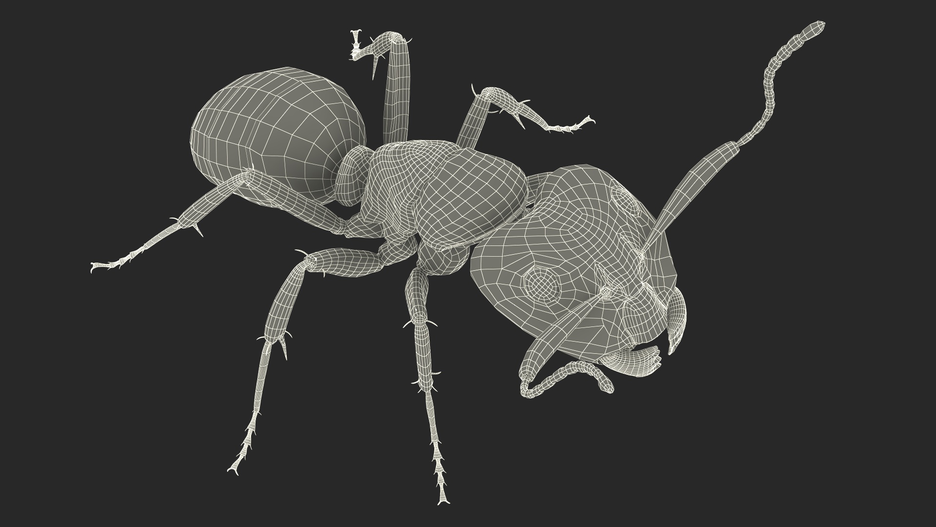 Realistic Red Ant Insect 3D model