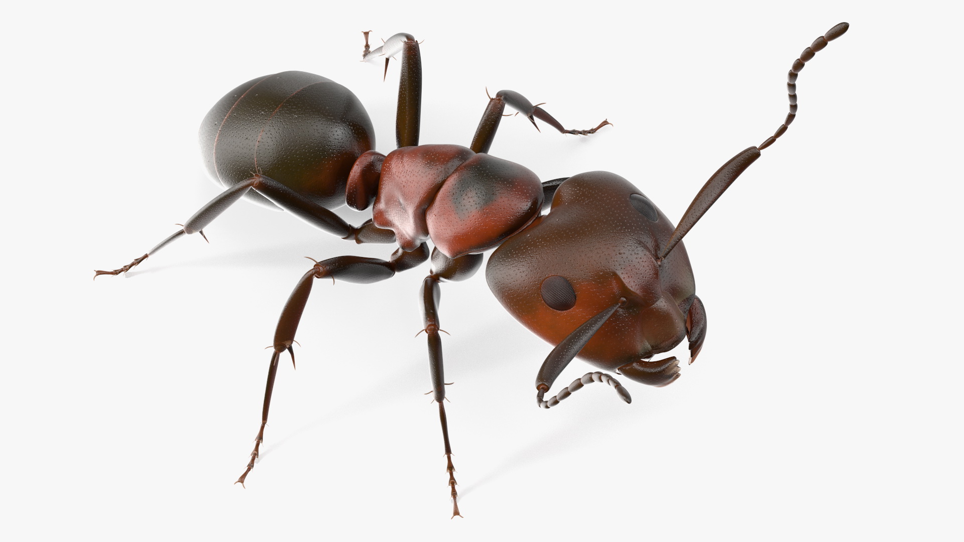 Realistic Red Ant Insect 3D model