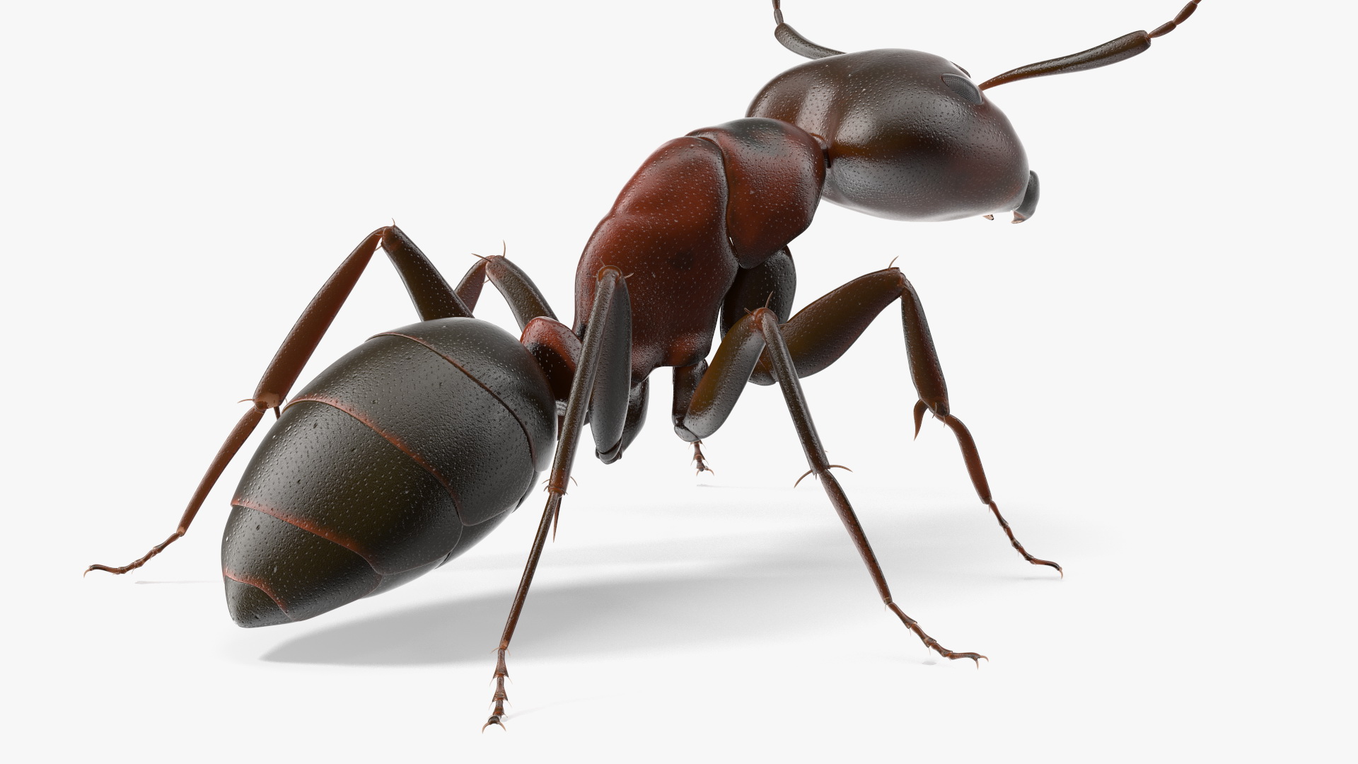 Realistic Red Ant Insect 3D model