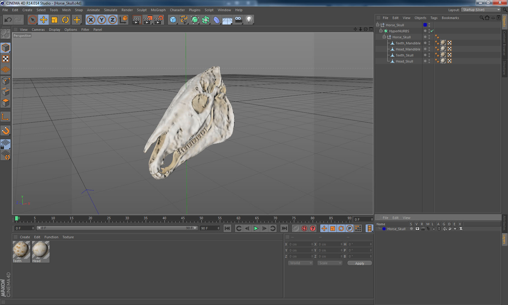 3D Horse Skull