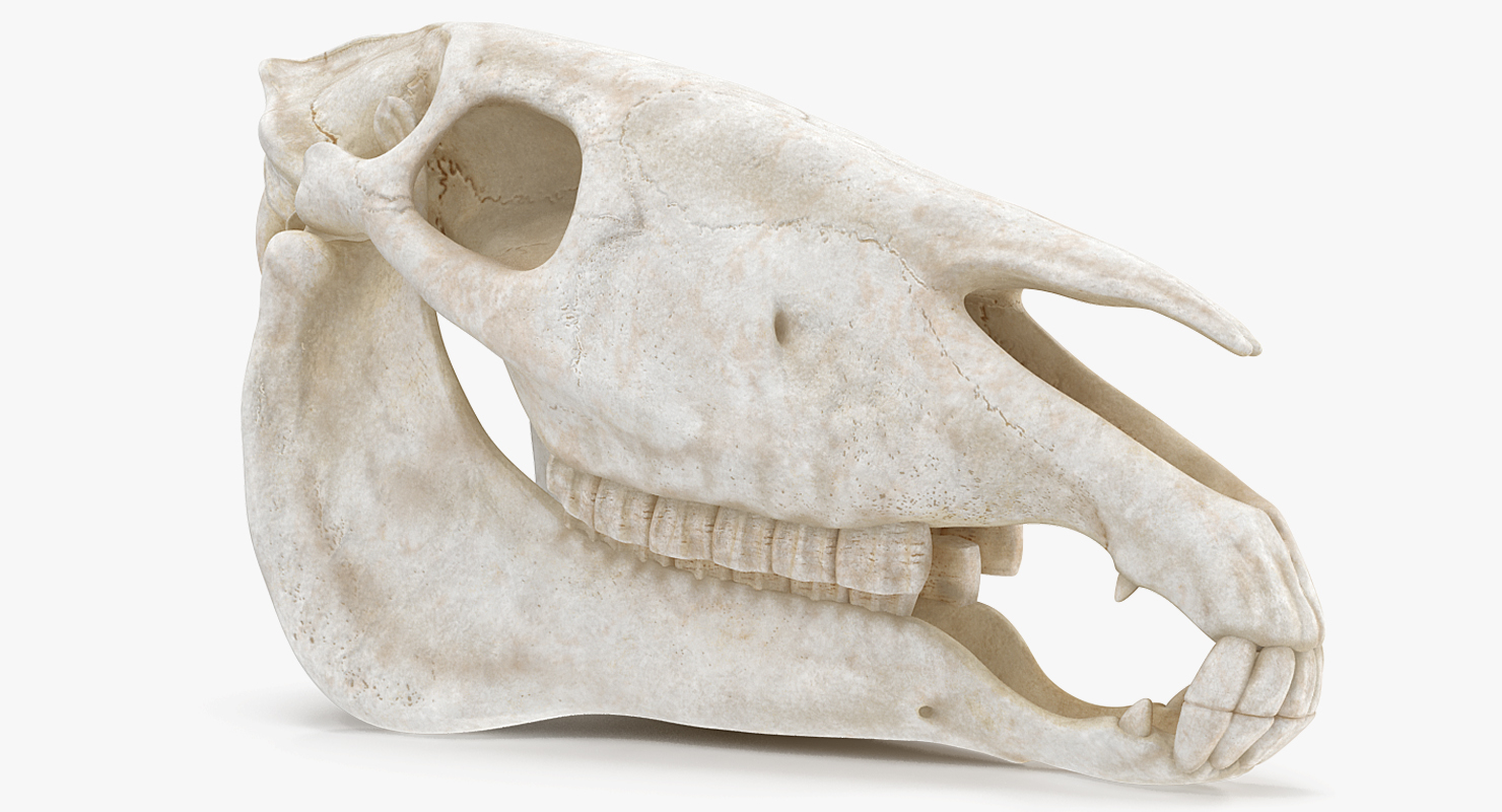 3D Horse Skull