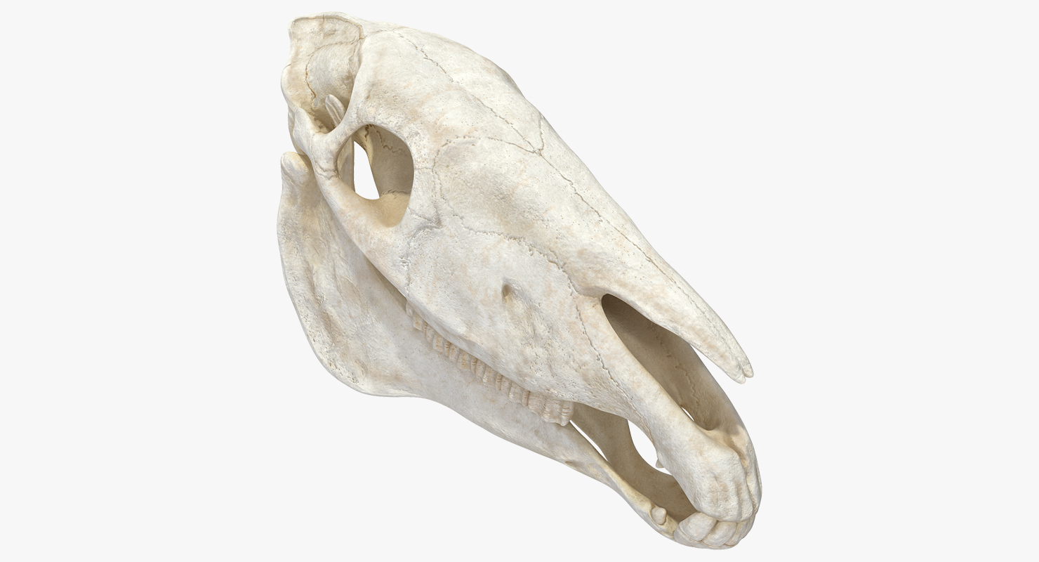 3D Horse Skull