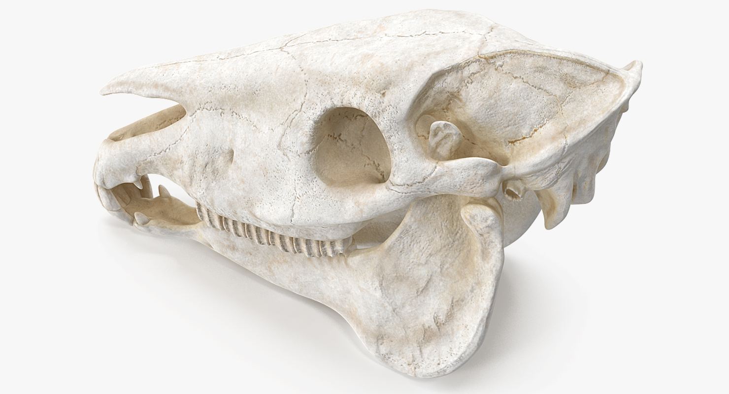 3D Horse Skull