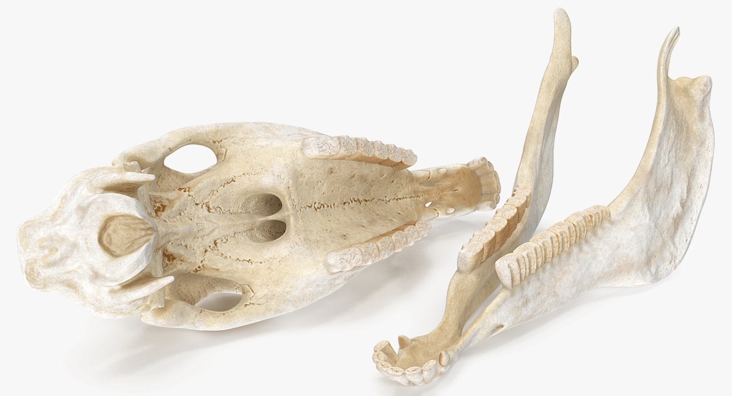 3D Horse Skull