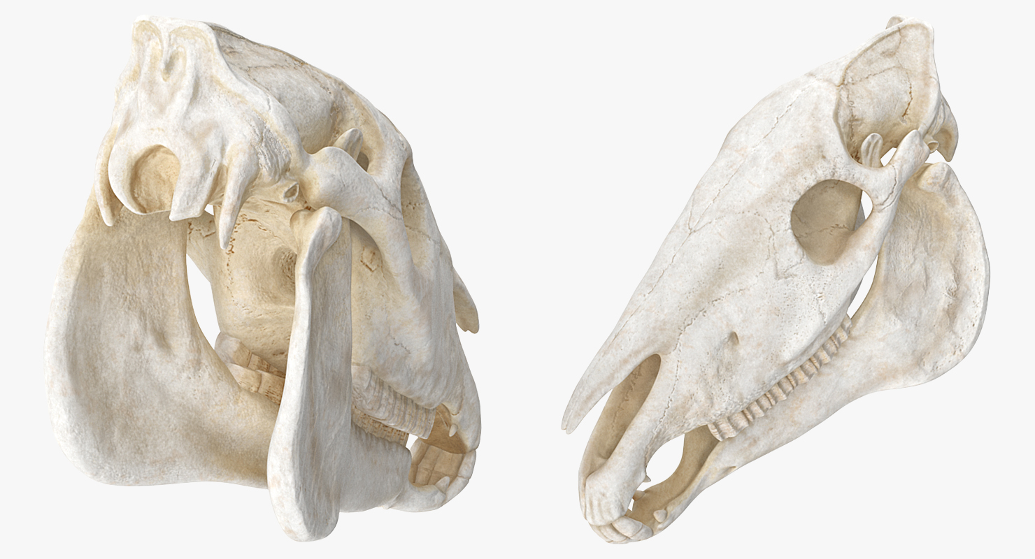 3D Horse Skull