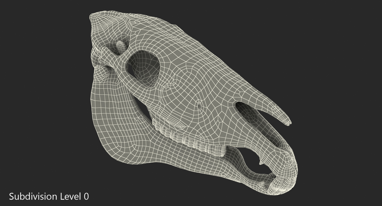 3D Horse Skull