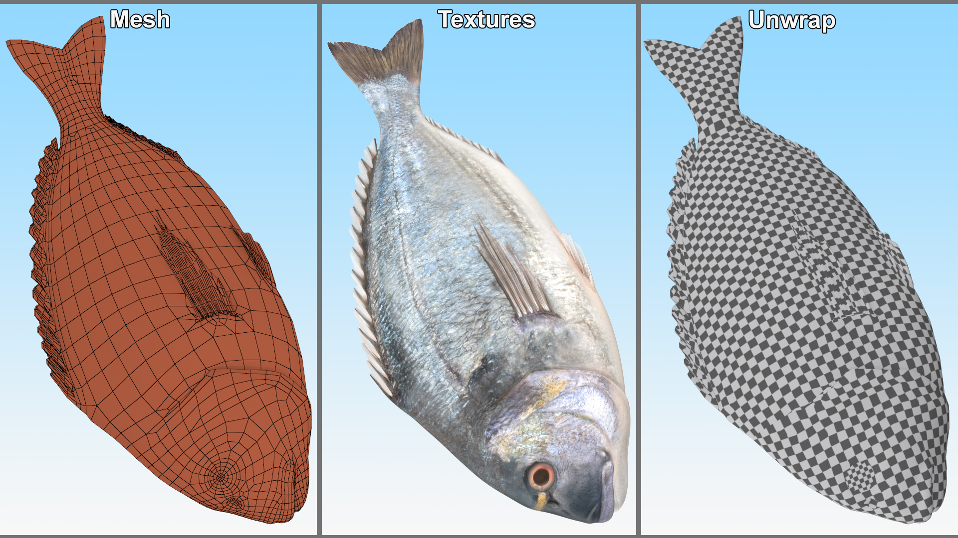 3D Caught Gilt Head Bream Fish Lying model