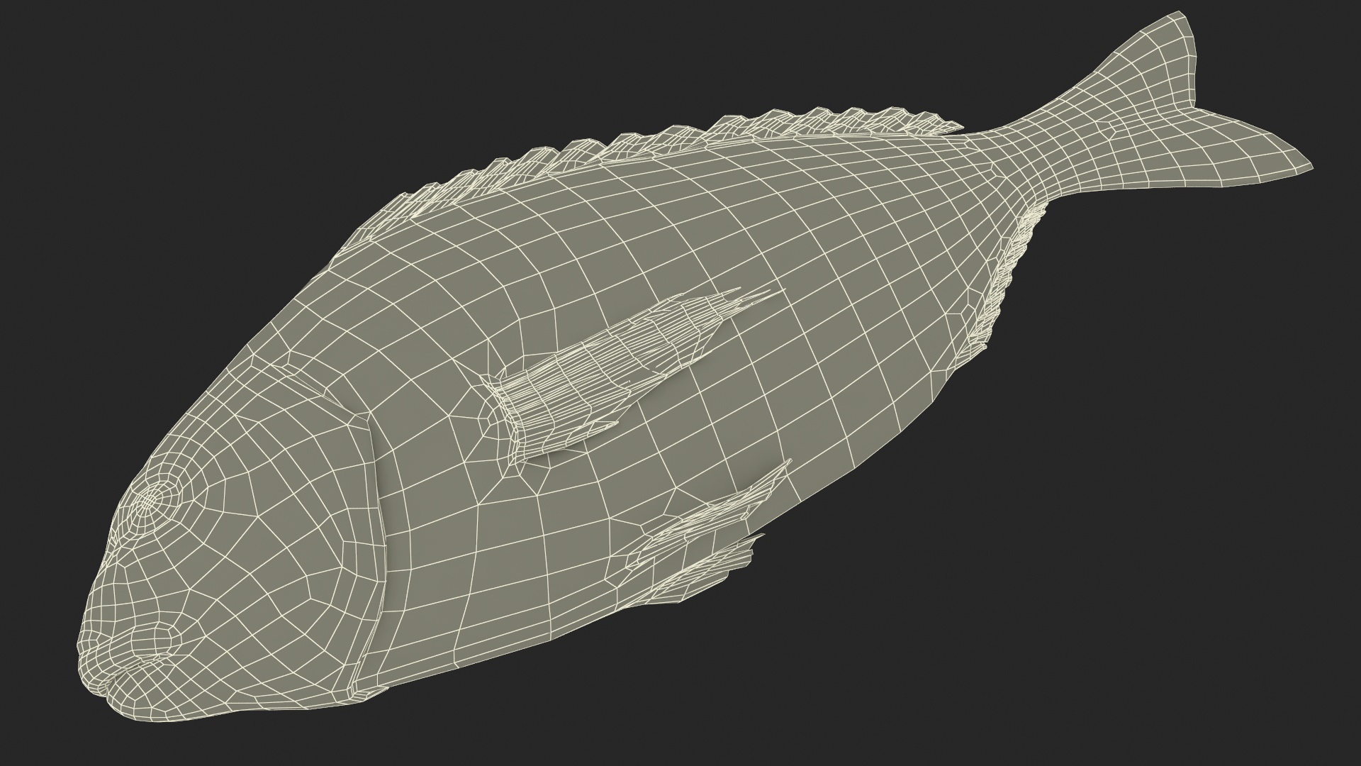 3D Caught Gilt Head Bream Fish Lying model