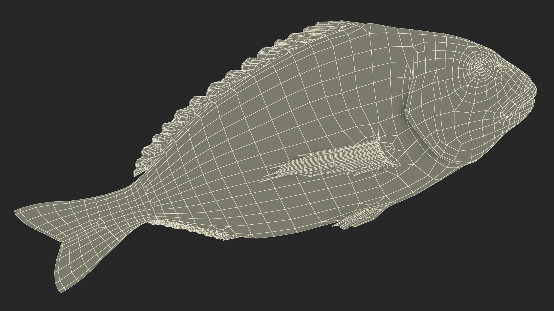 3D Caught Gilt Head Bream Fish Lying model