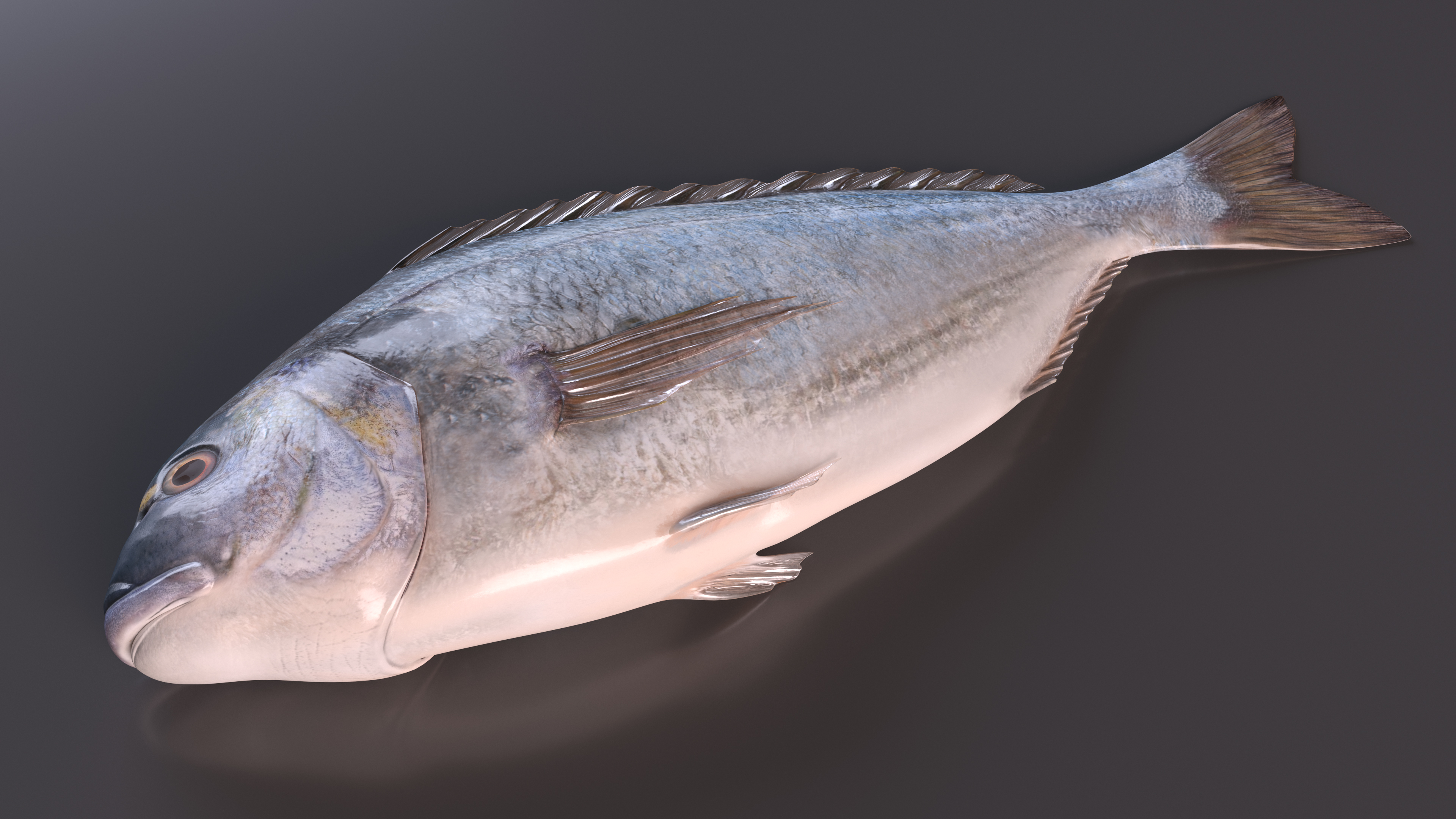 3D Caught Gilt Head Bream Fish Lying model