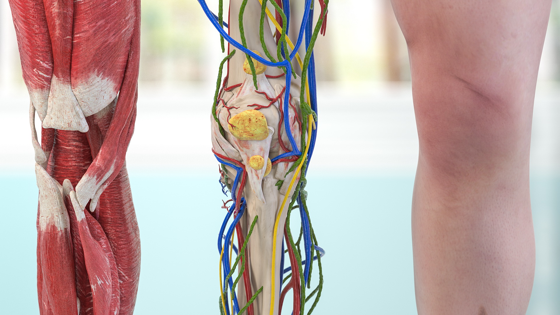 Human Knee Joint Anatomy 3D model