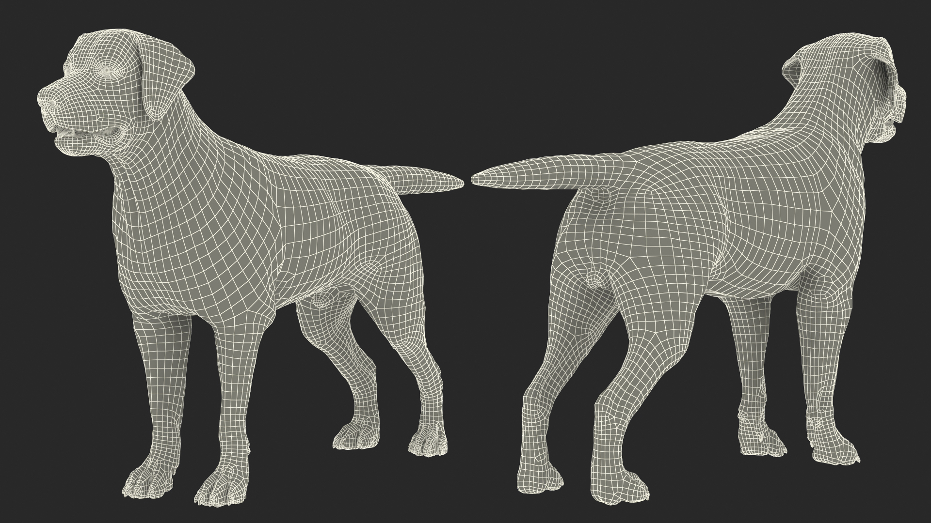 Labrador Dog Brown Rigged Fur 3D model