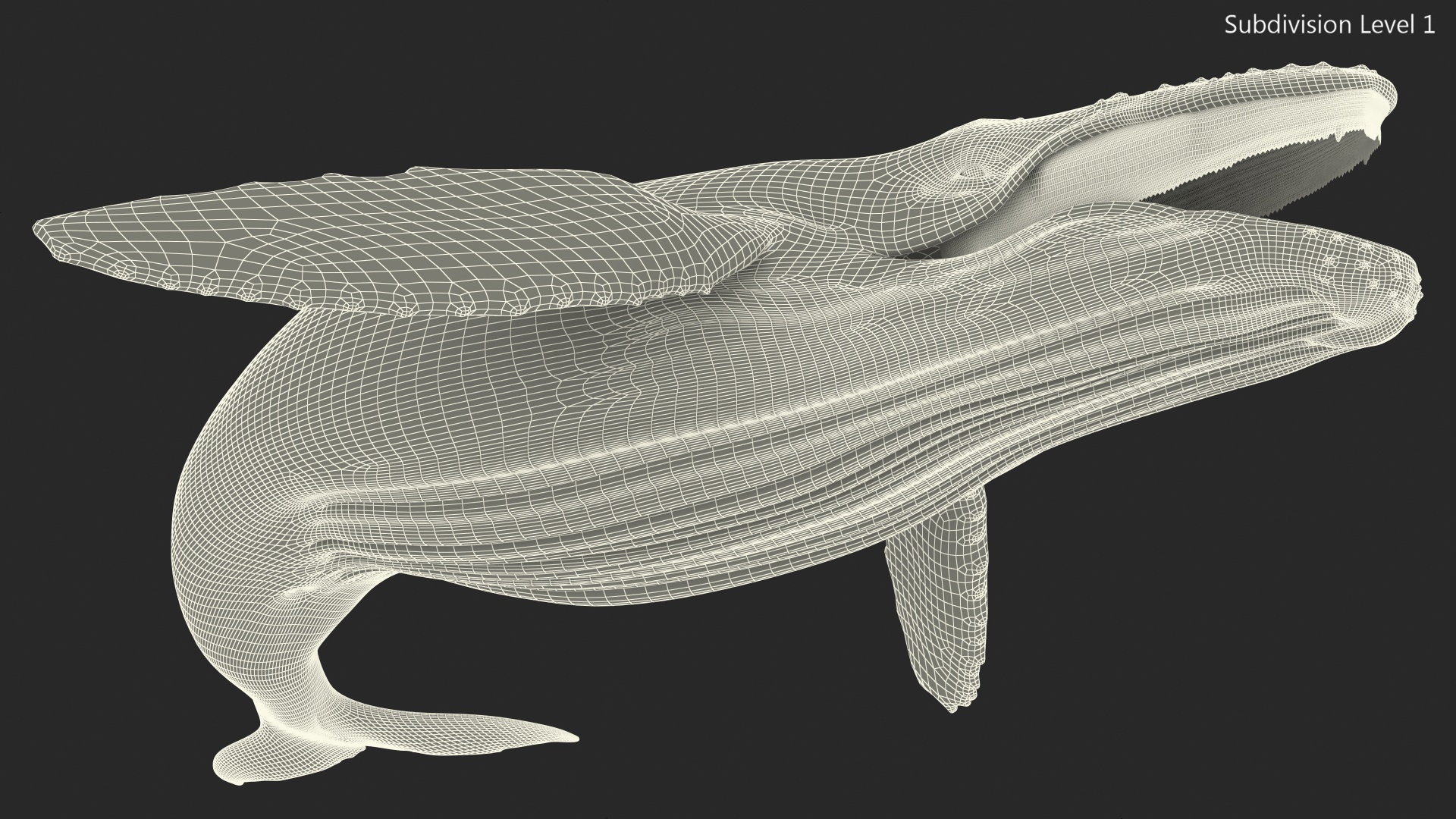 Humpback Whale Realistic 3D model