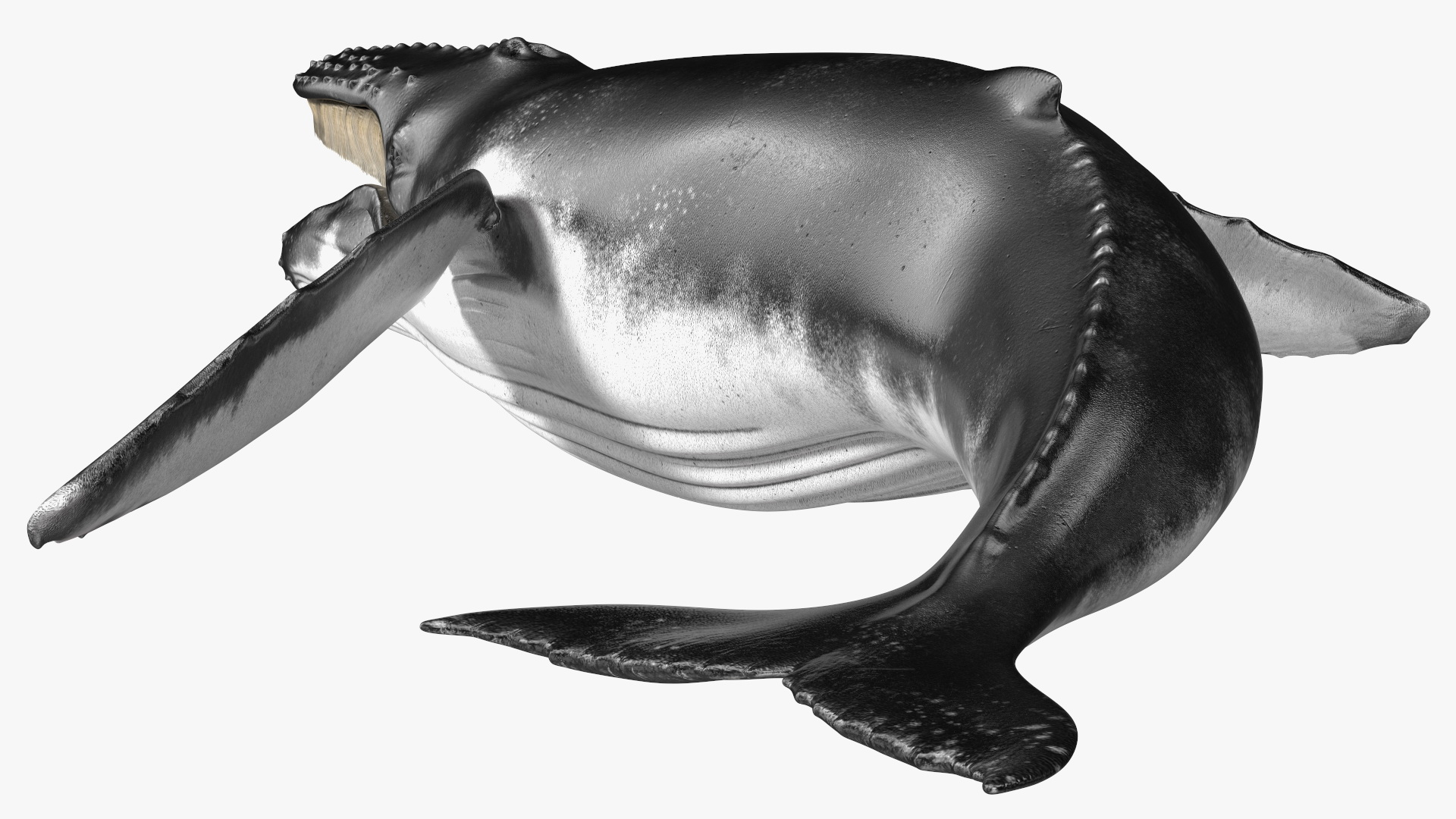 Humpback Whale Realistic 3D model