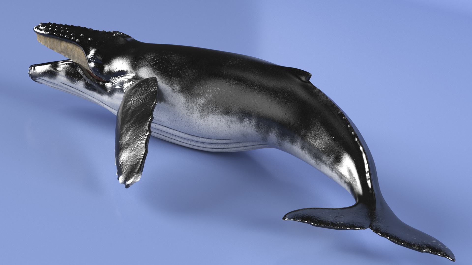 Humpback Whale Realistic 3D model