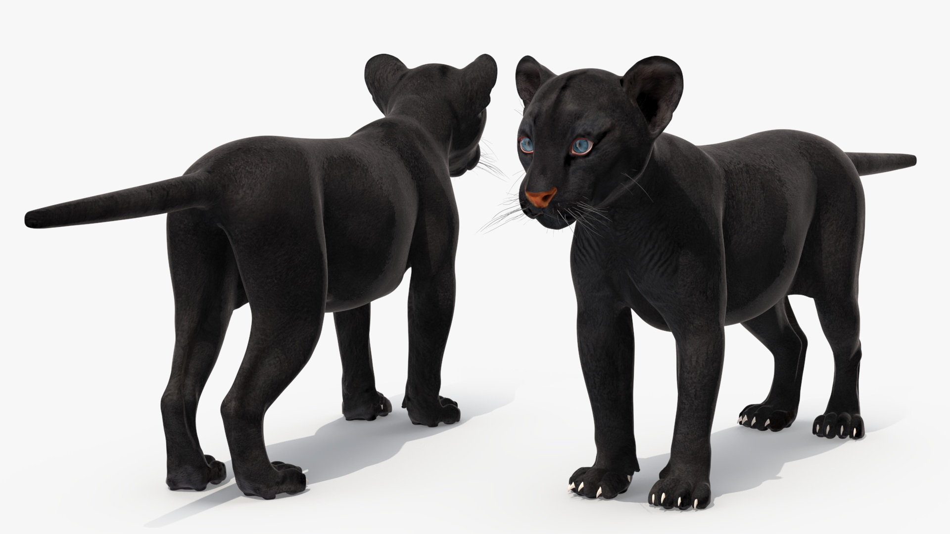 3D Black Panther Cub Standing Pose