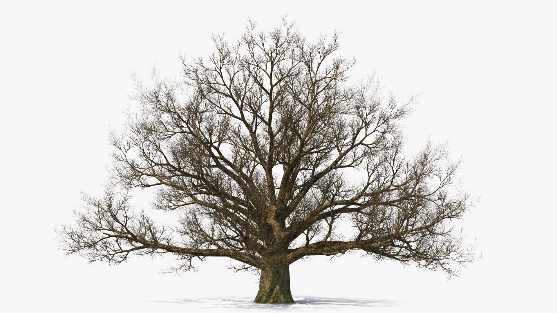 3D Realistic Bare Oak Tree model