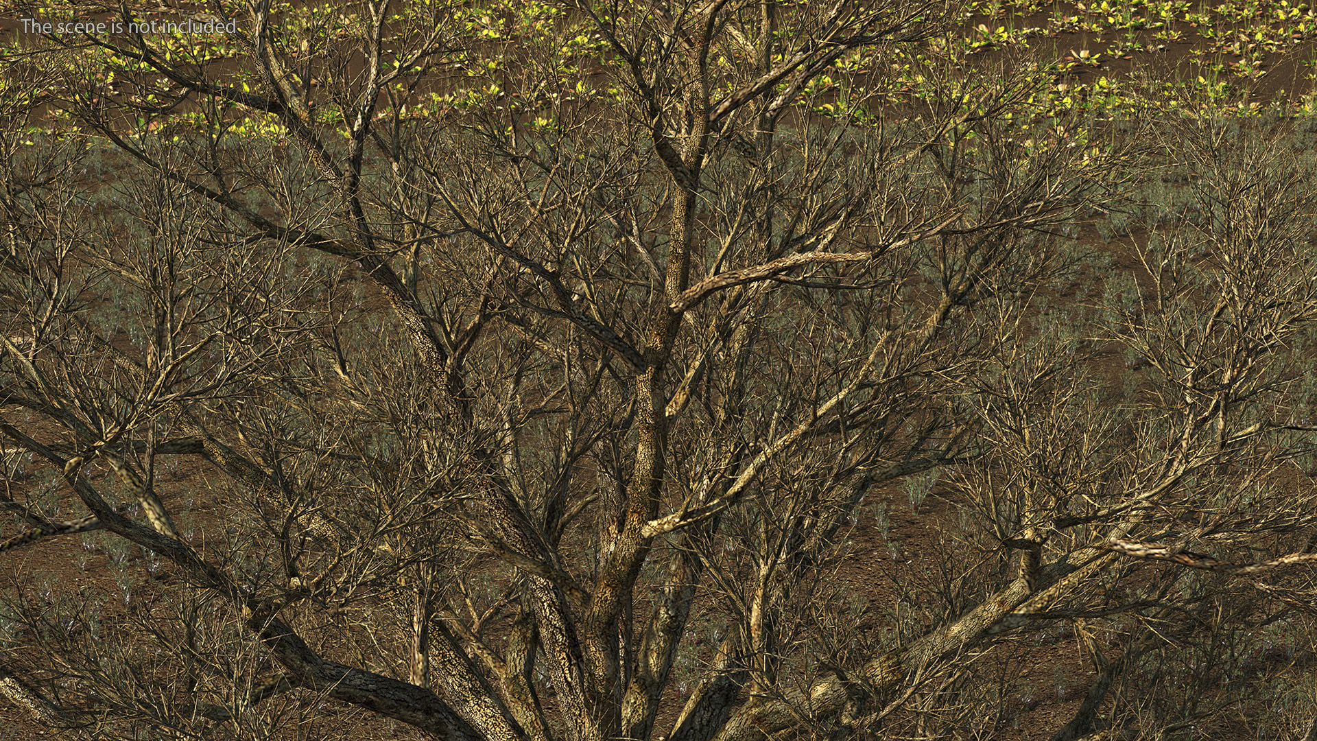 3D Realistic Bare Oak Tree model