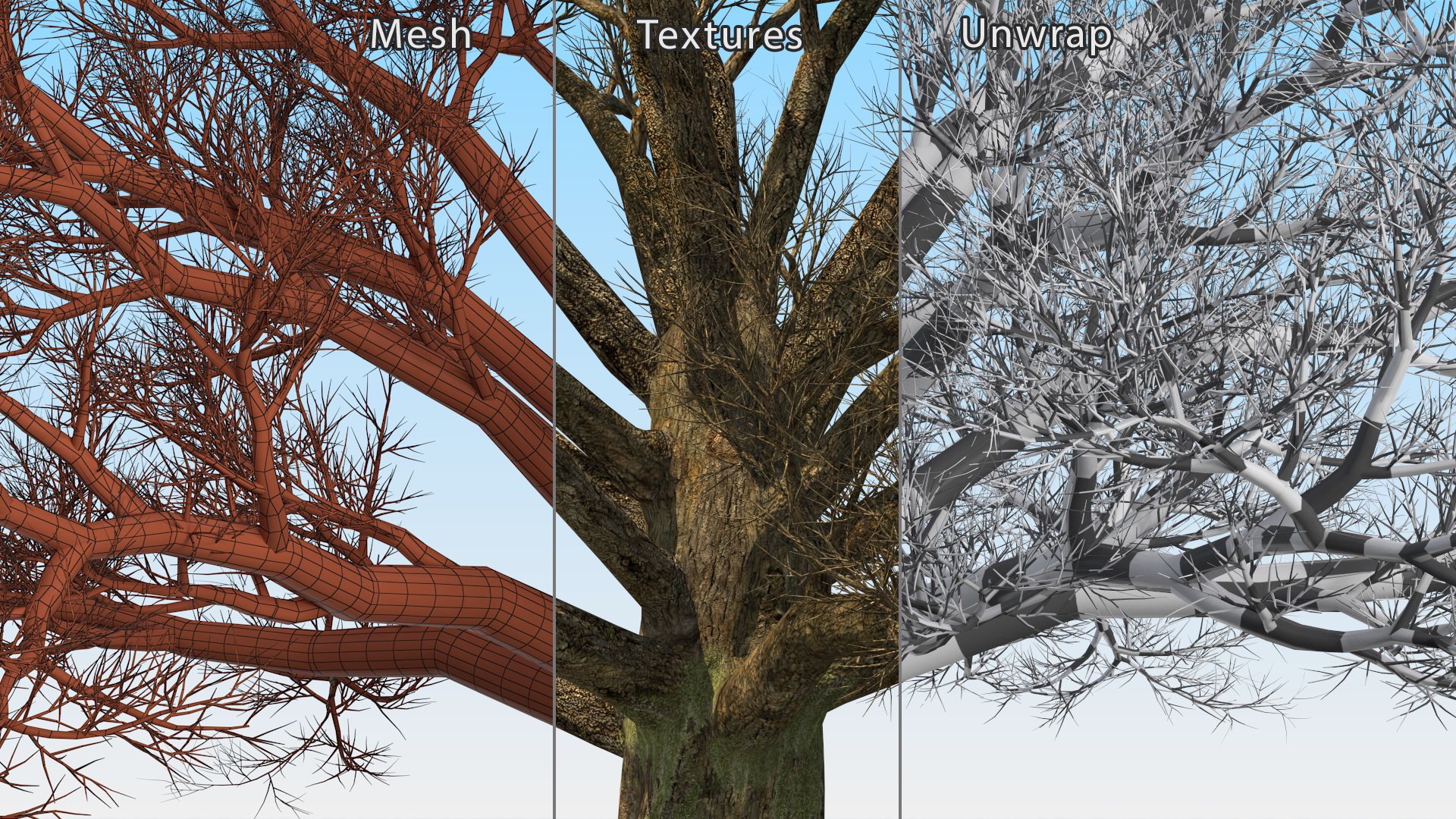 3D Realistic Bare Oak Tree model