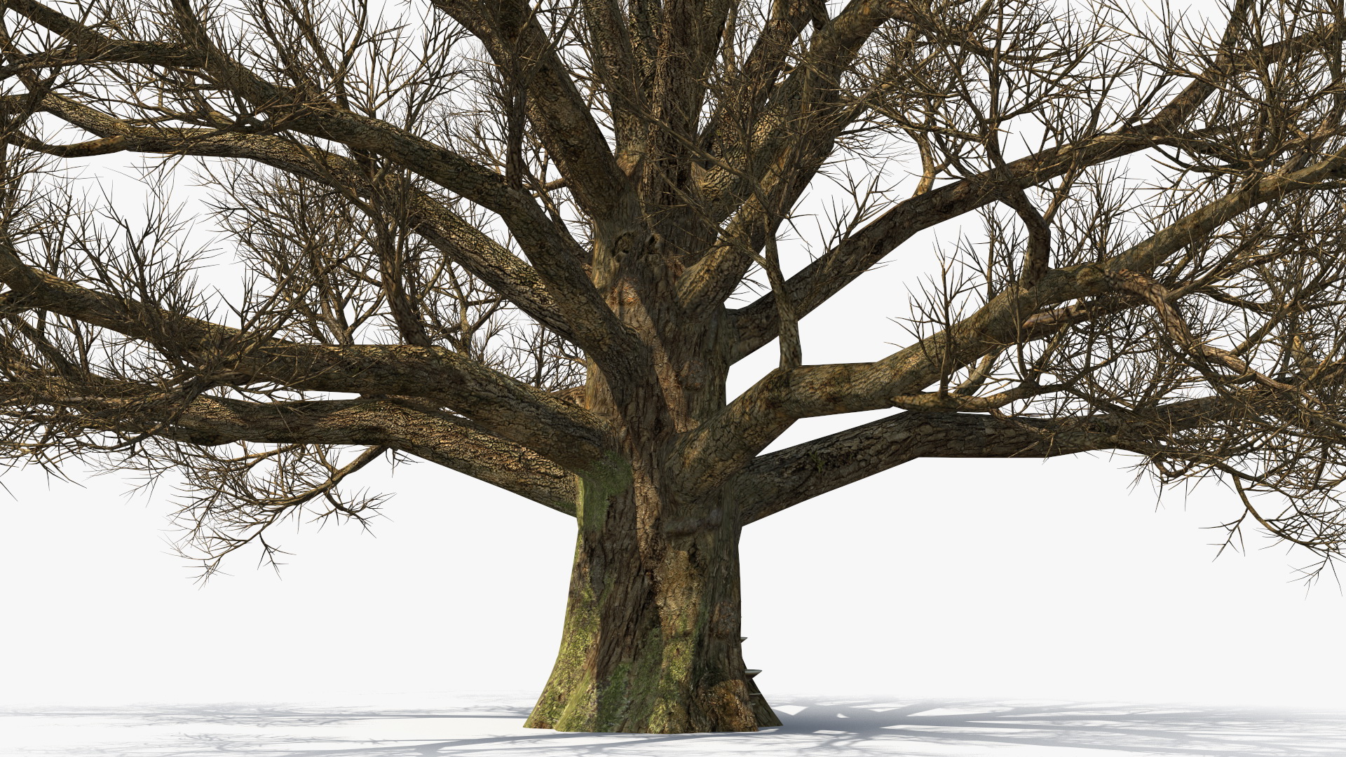 3D Realistic Bare Oak Tree model