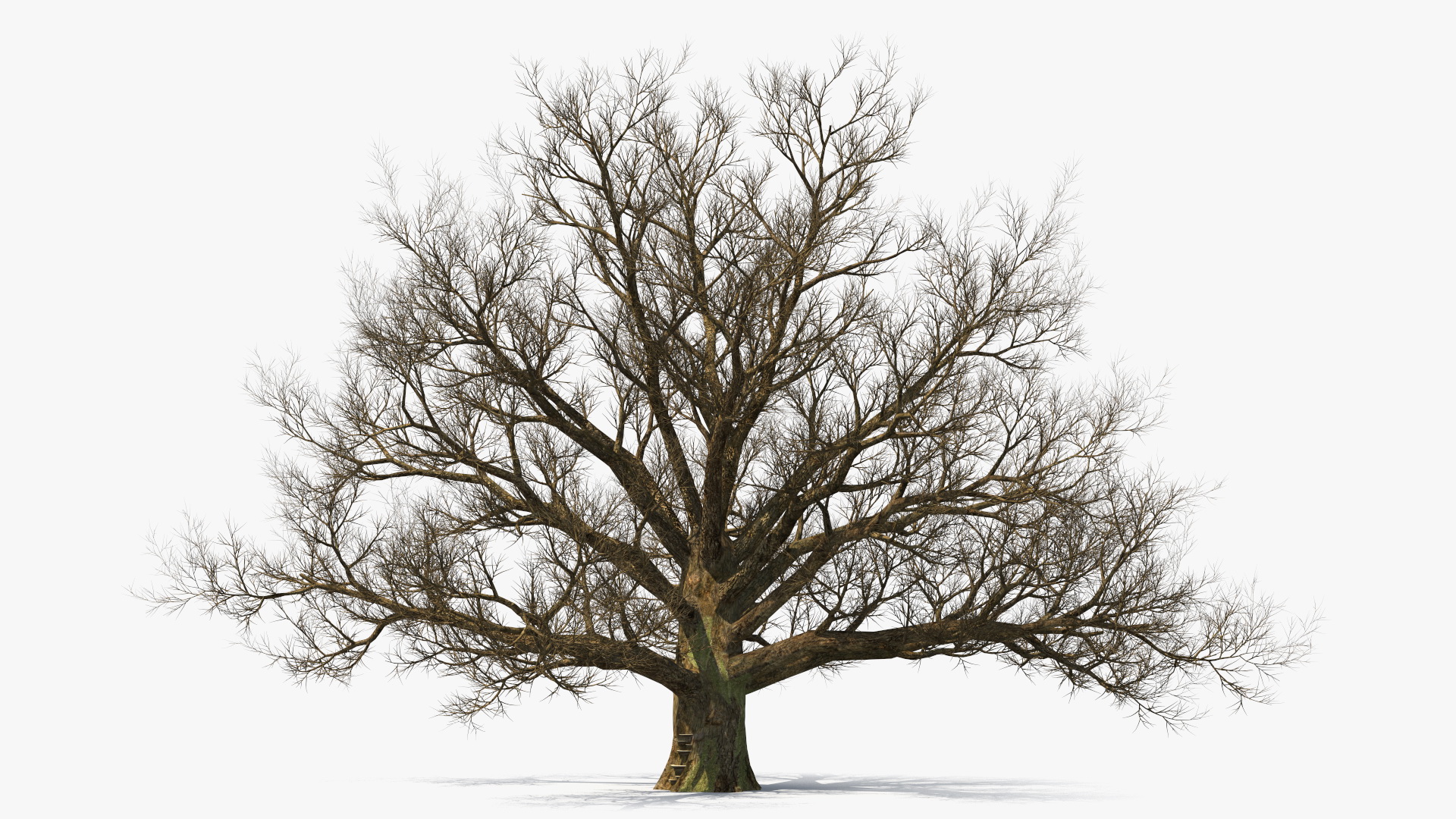 3D Realistic Bare Oak Tree model