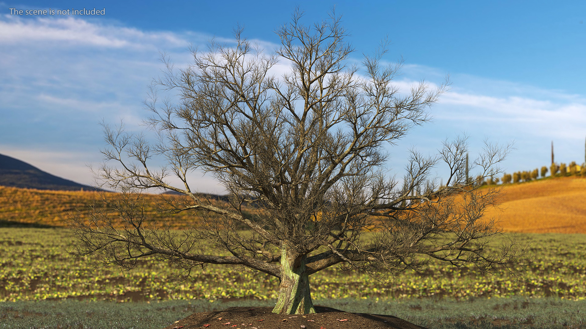 3D Realistic Bare Oak Tree model