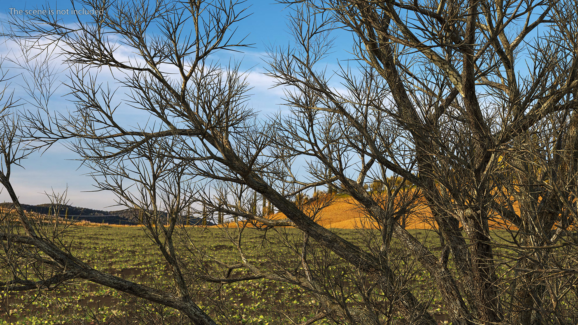 3D Realistic Bare Oak Tree model