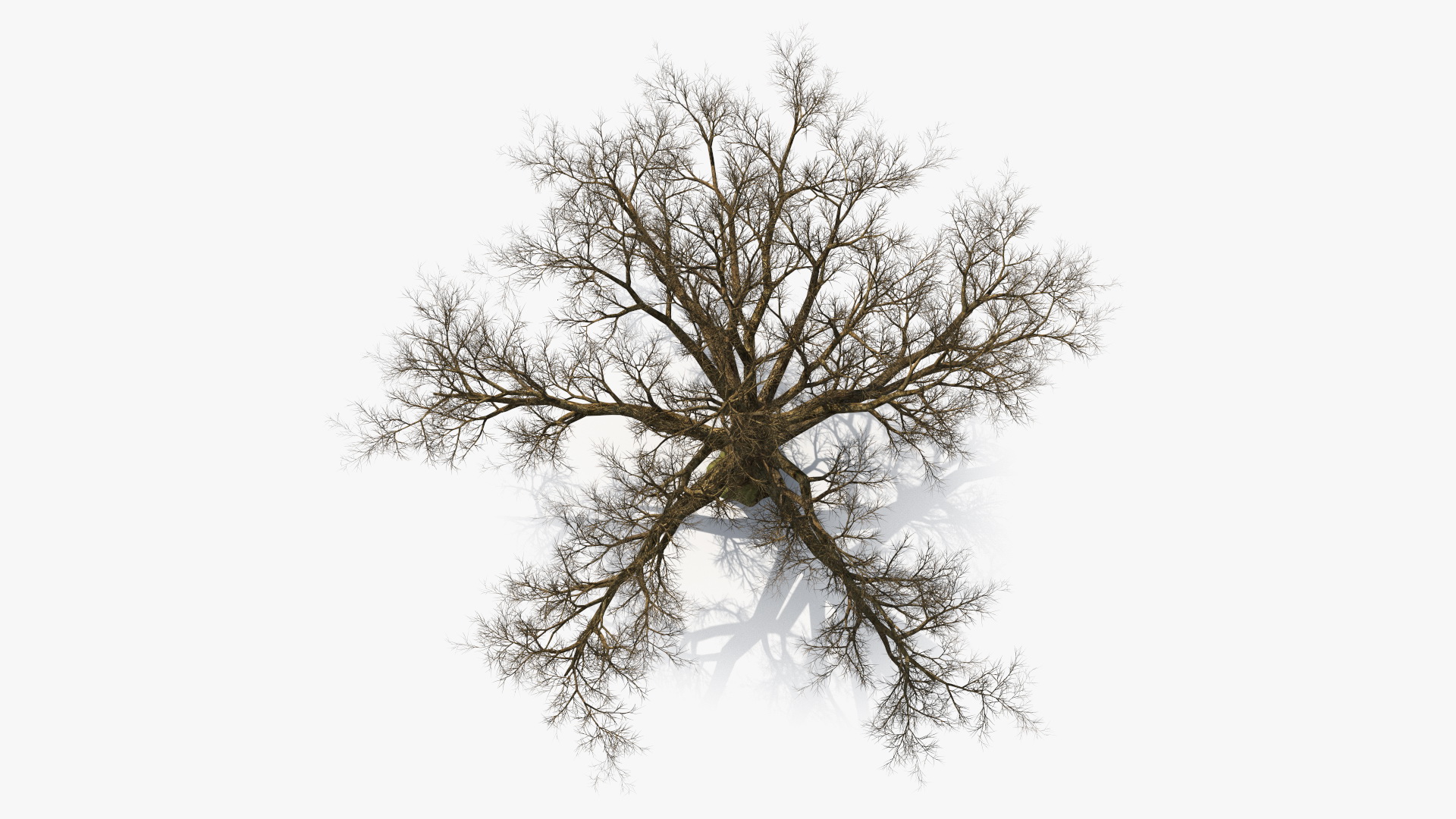 3D Realistic Bare Oak Tree model