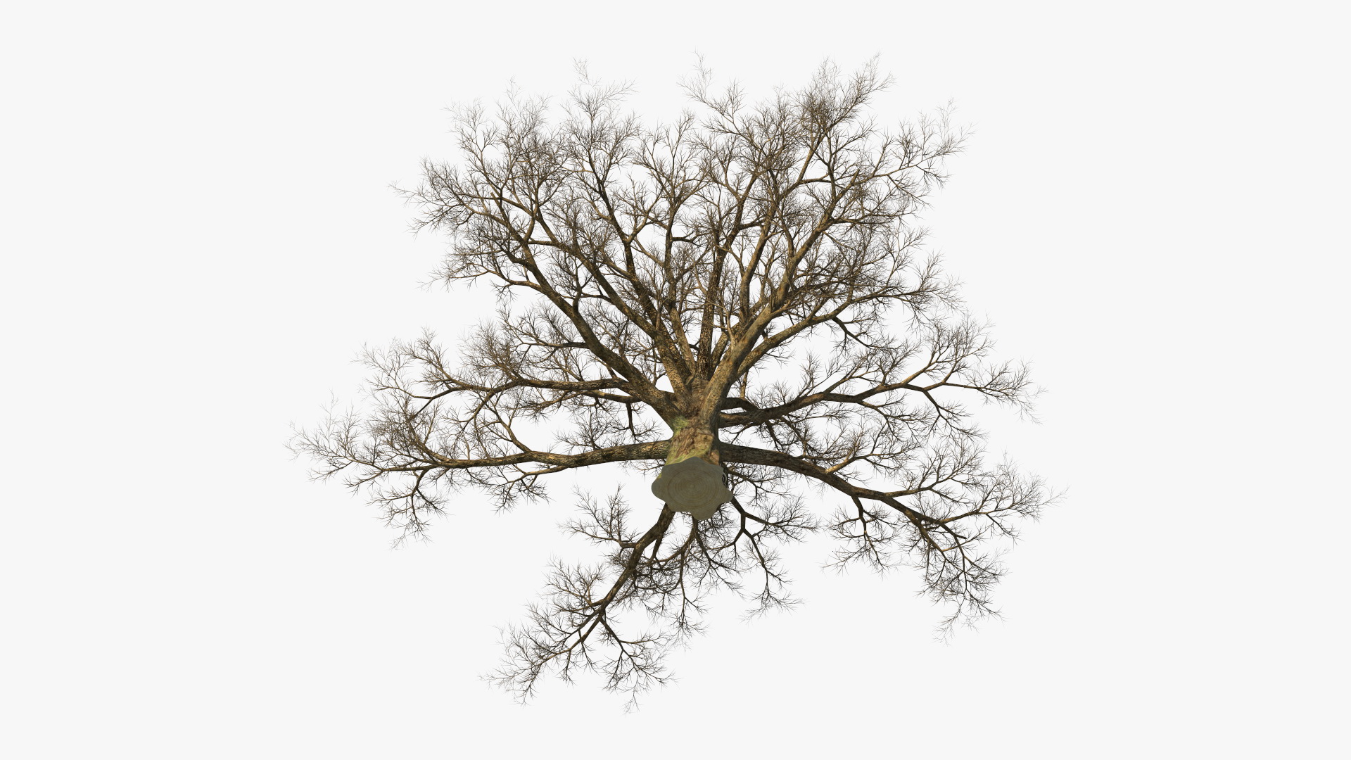 3D Realistic Bare Oak Tree model