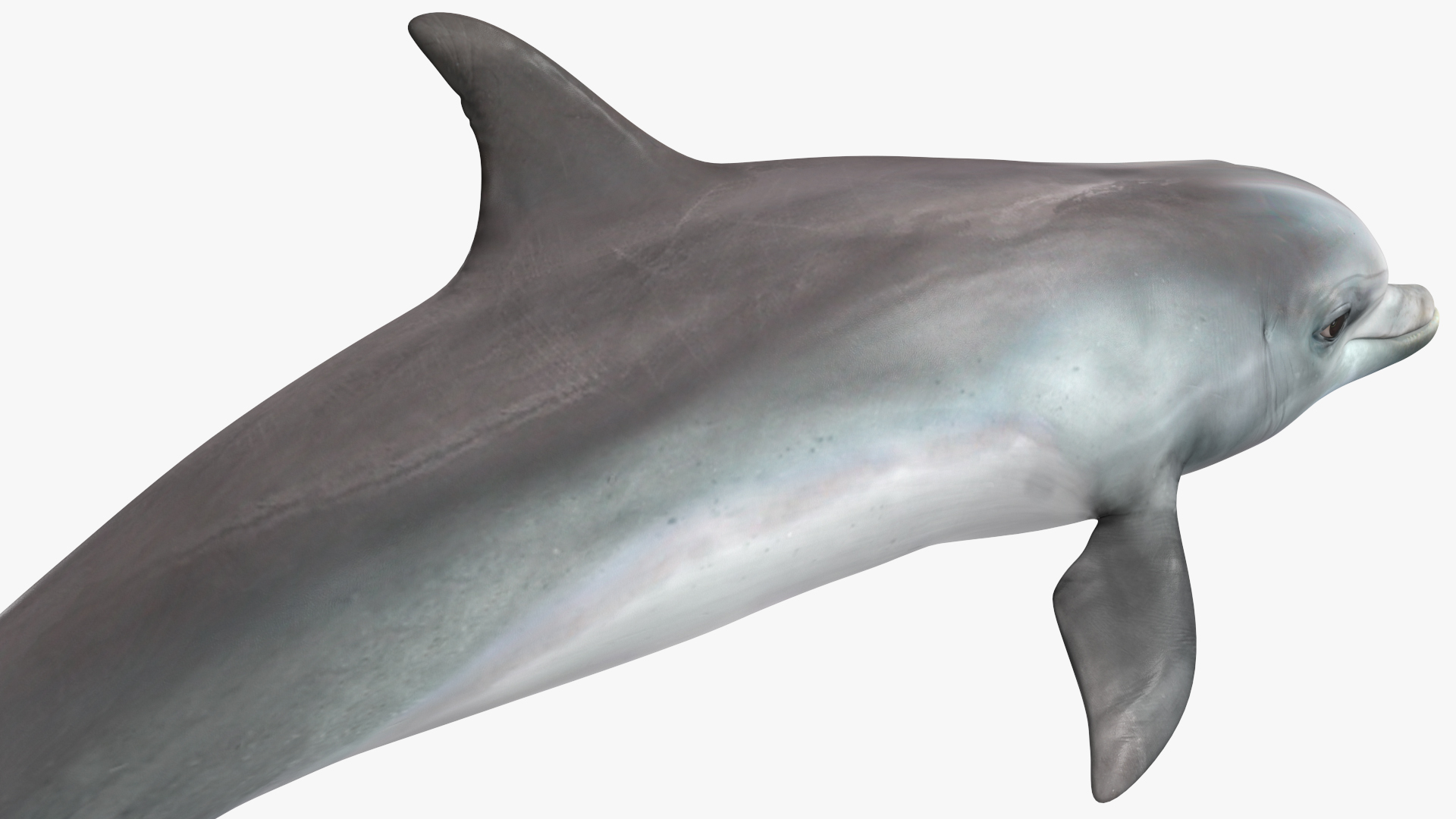 3D Dolphin Swimming And Jumping Animated for Maya