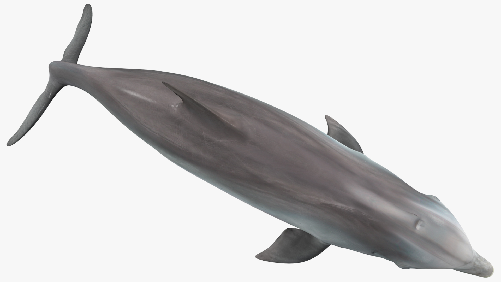 3D Dolphin Swimming And Jumping Animated for Maya