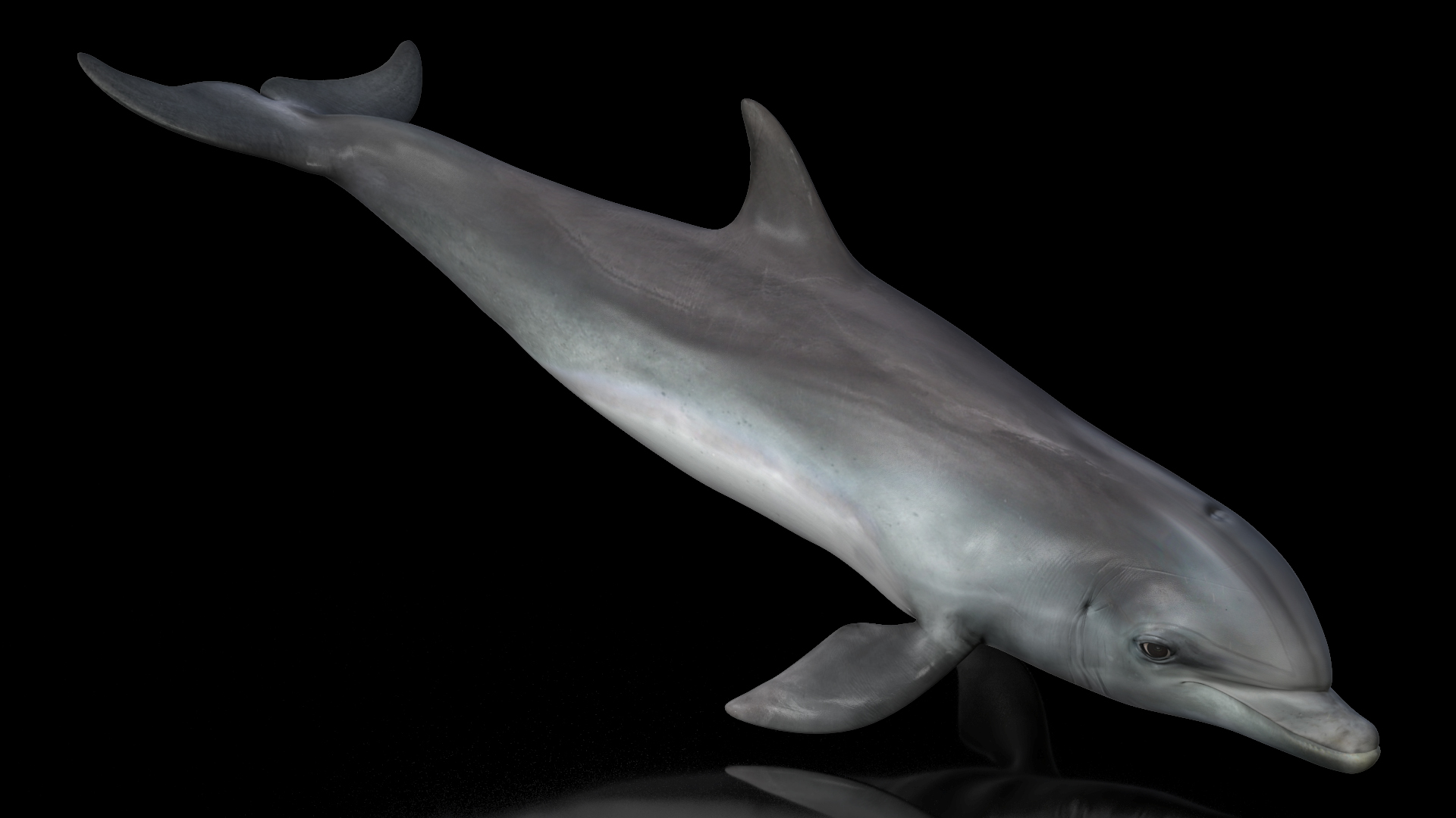 3D Dolphin Swimming And Jumping Animated for Maya