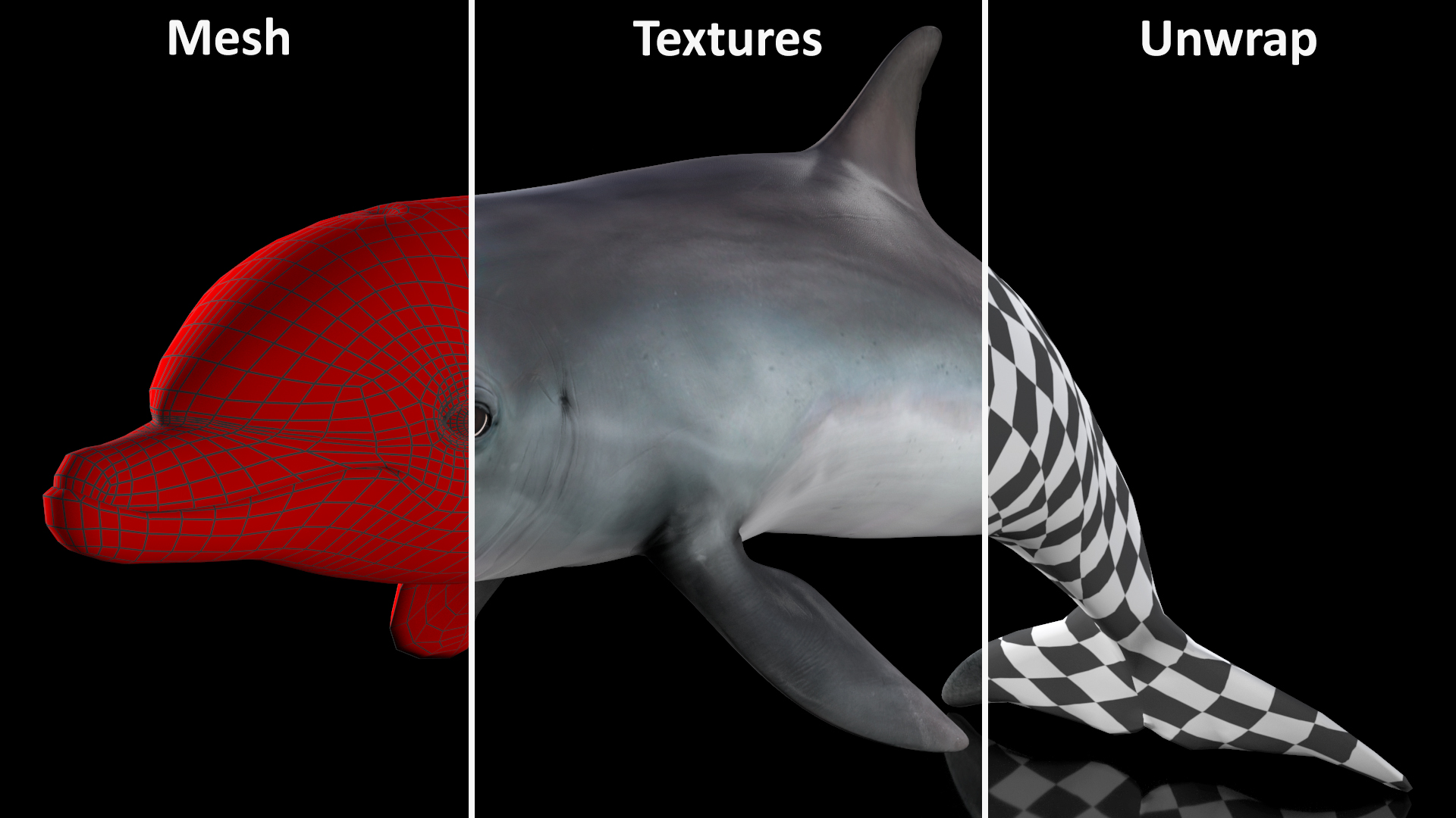 3D Dolphin Swimming And Jumping Animated for Maya