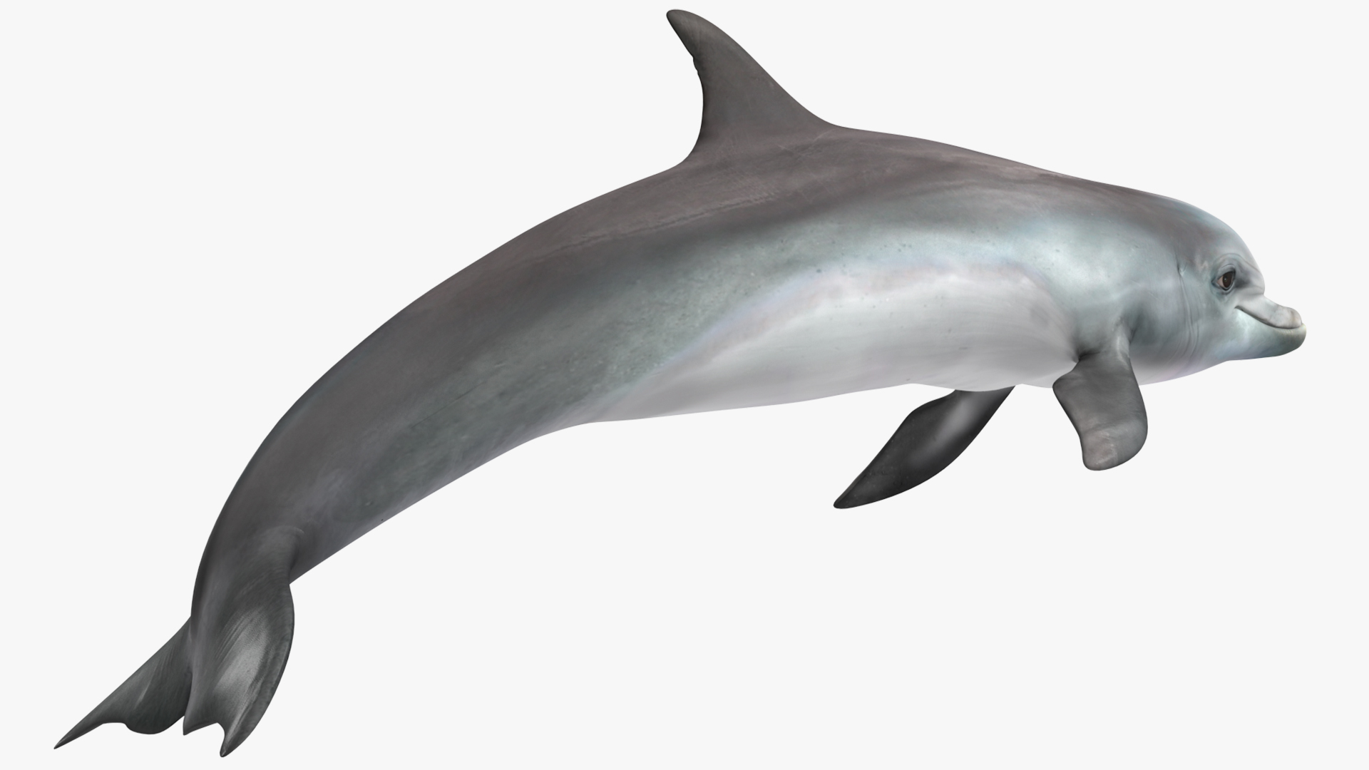 3D Dolphin Swimming And Jumping Animated for Maya