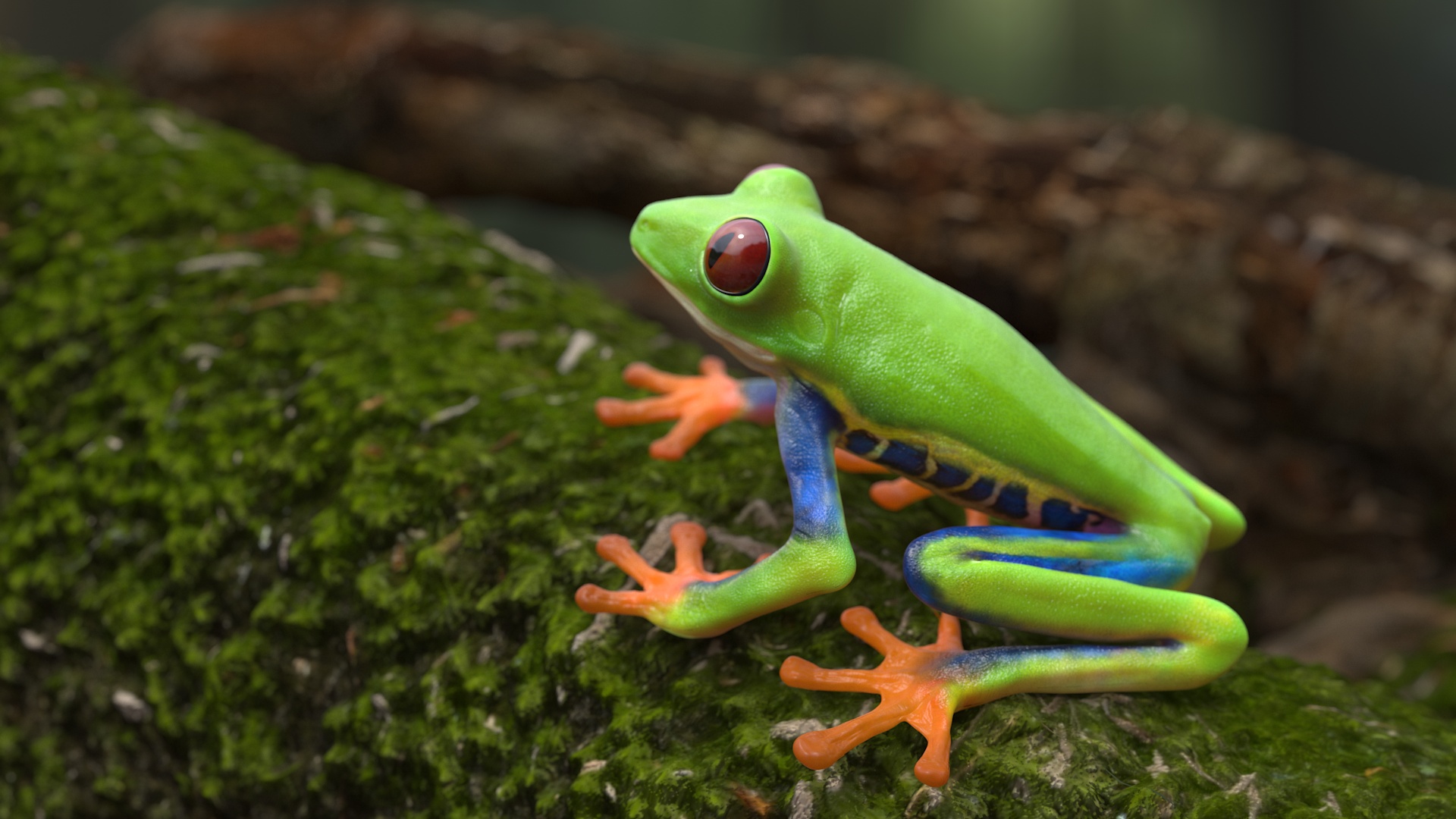 3D Red-Eyed Tree Frog model