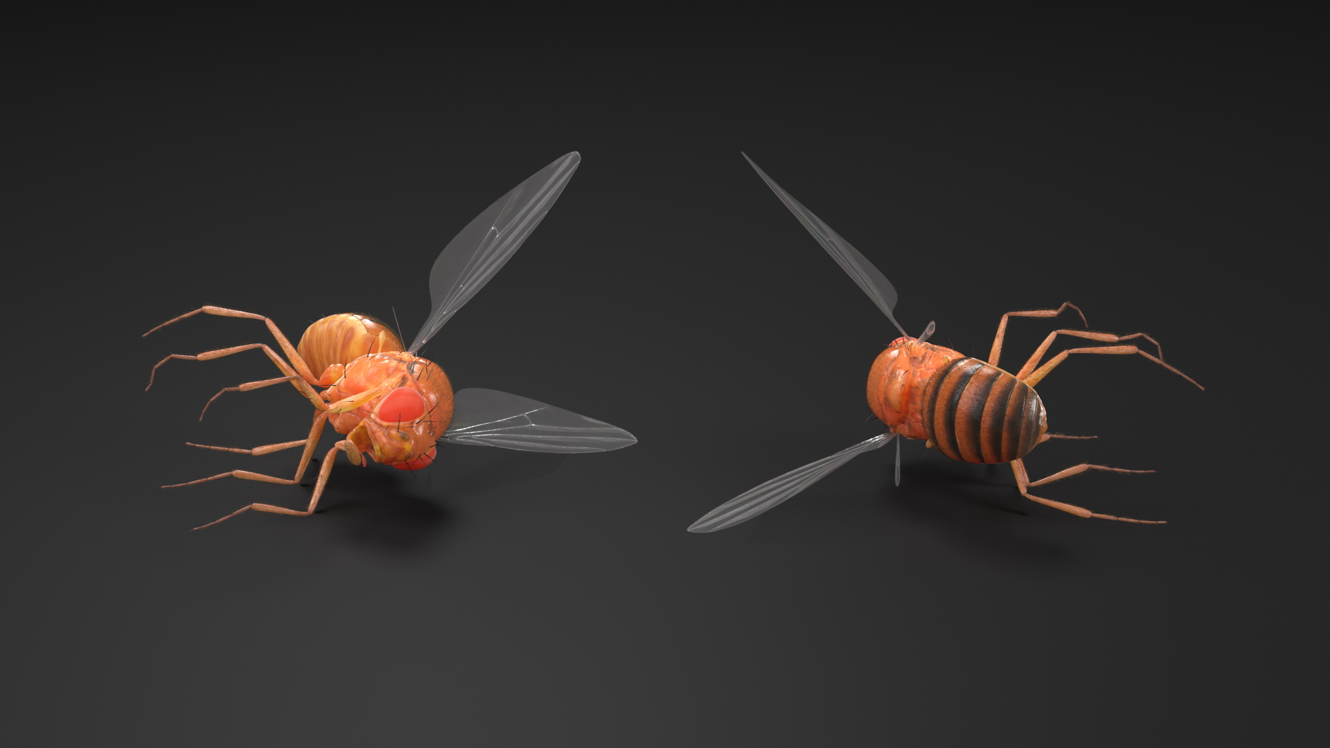 Drosophila Dead Fur 3D model