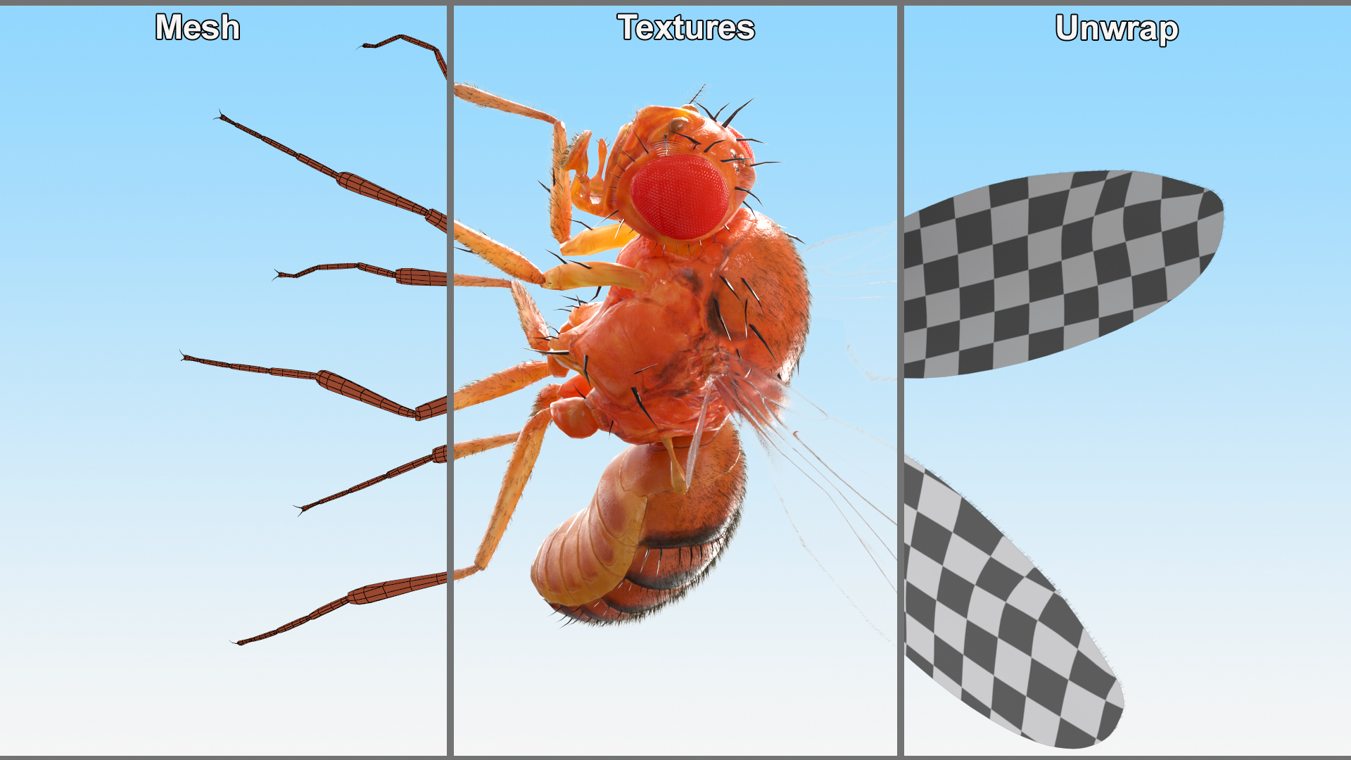 Drosophila Dead Fur 3D model