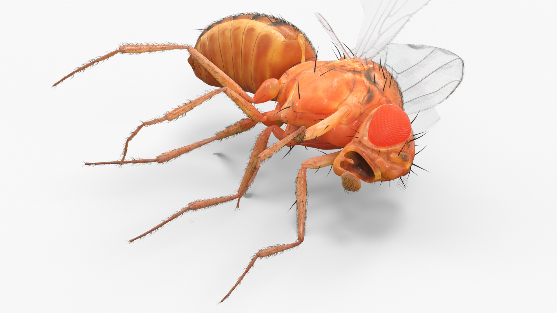 Drosophila Dead Fur 3D model