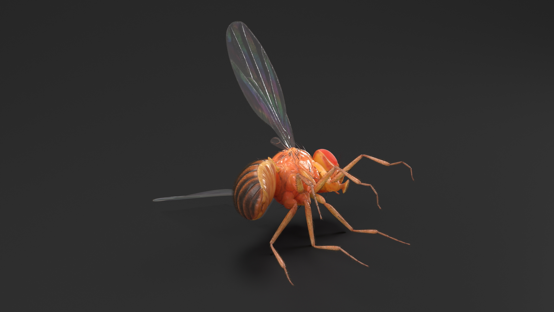 Drosophila Dead Fur 3D model