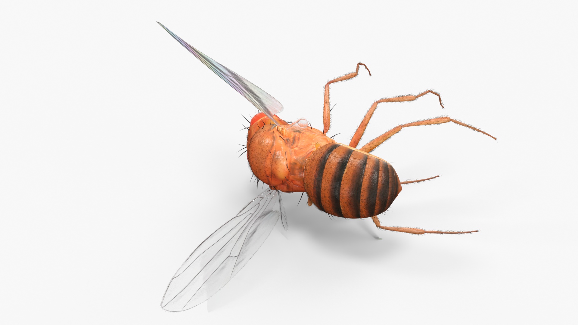 Drosophila Dead Fur 3D model