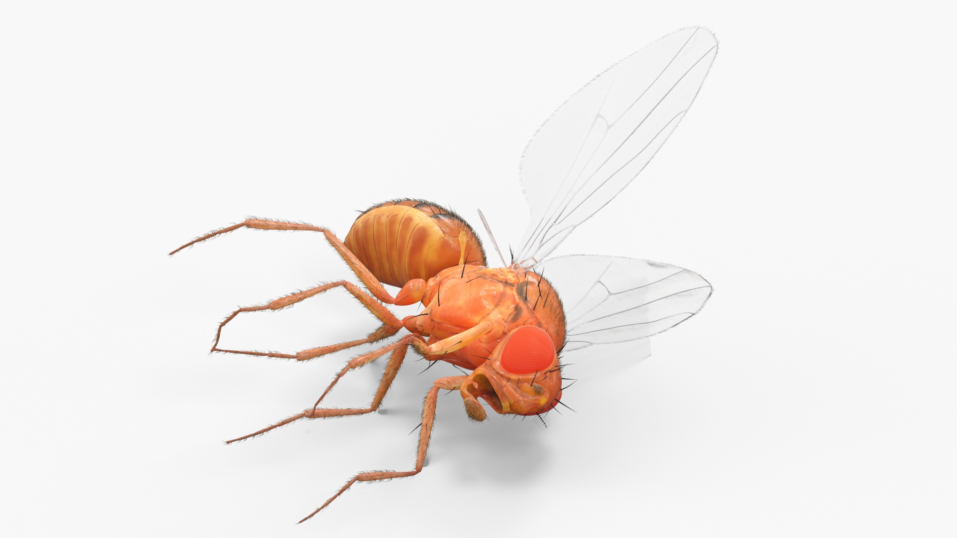 Drosophila Dead Fur 3D model