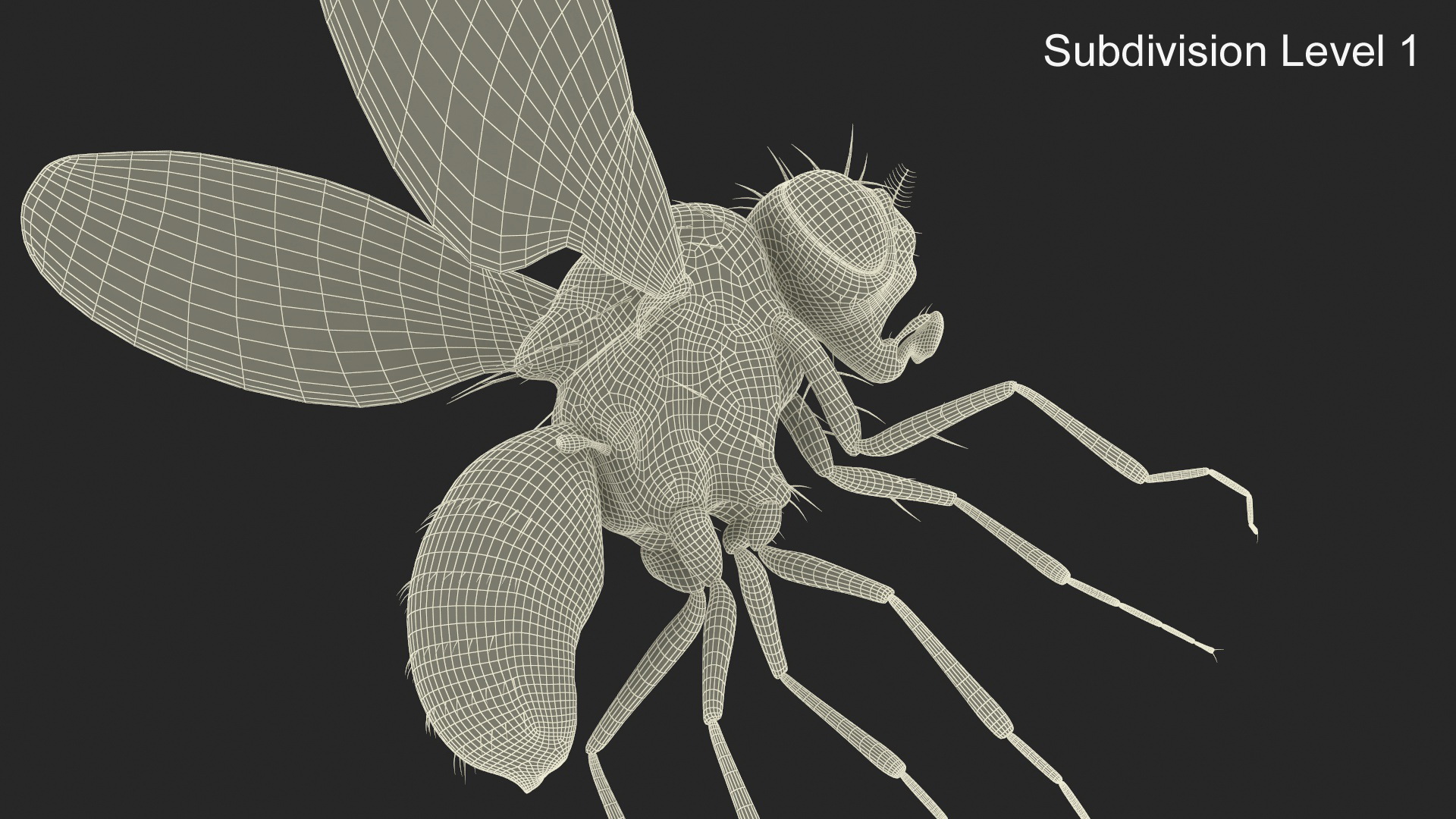 Drosophila Dead Fur 3D model