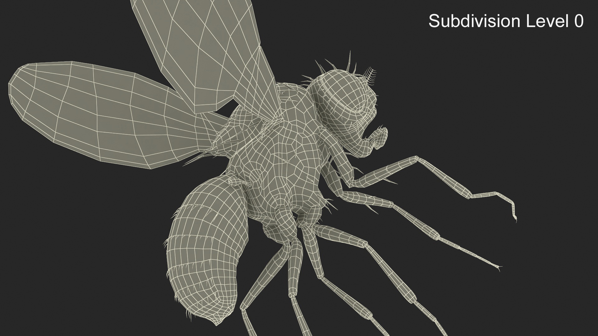 Drosophila Dead Fur 3D model